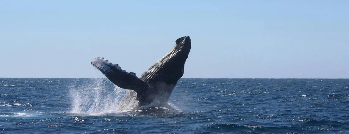 Los Cabos WWW Wonderful Whale Watching boat cruise with breakfast