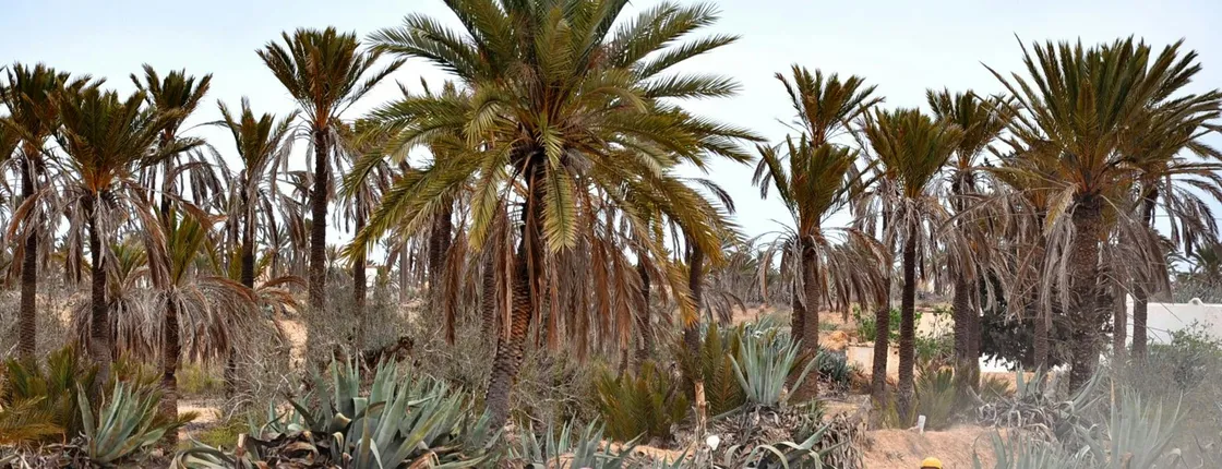 Djerba quad bike safari ticket
