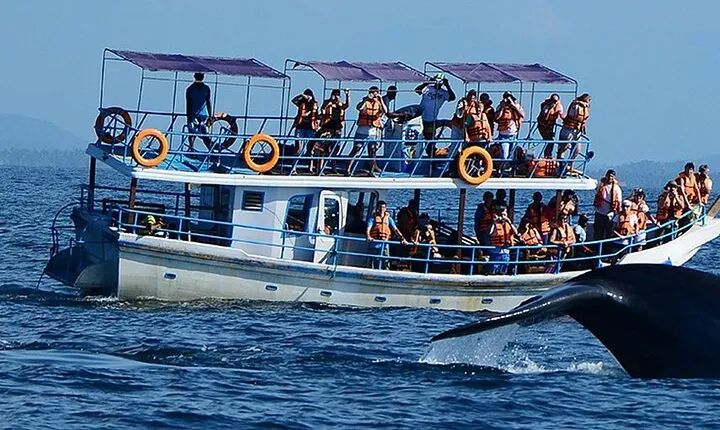 Mirissa Whale Watching Tour From Galle