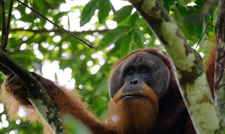 3-Day Bukit Lawang Tour Including 1-Day Ethical Jungle Trekking