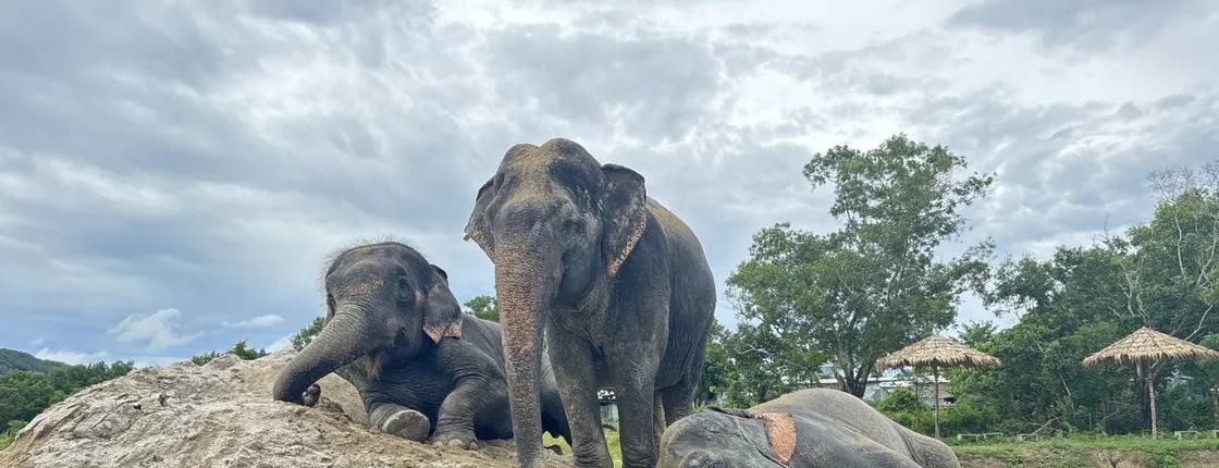 Guided elephant nature walk tour with transfer