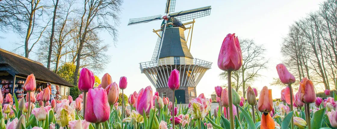 Tour from Amsterdam to Keukenhof with countryside and windmill cruise