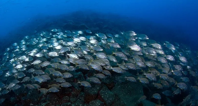 Open Water Course with Native Diving