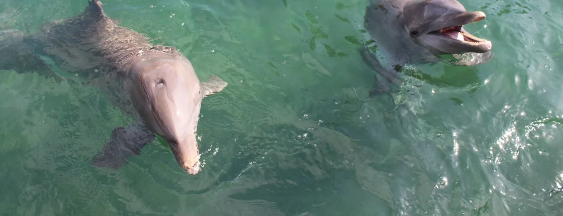 Dolphin encounter at Puerto Aventuras