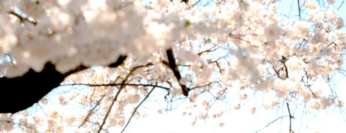 National Mall and monuments tour with 10 stops and cherry blossoms