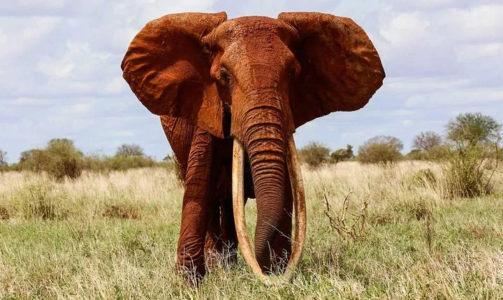 Private 5 Days Tour to Amboseli Tsavo West and Tsavo East National Park