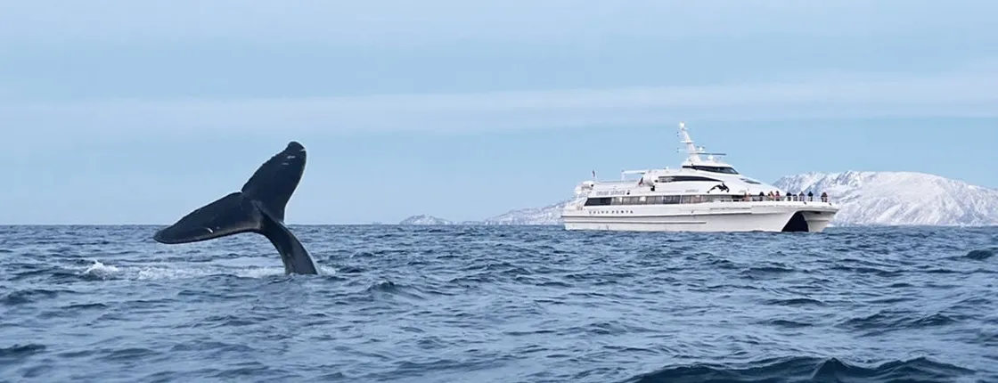 Tromsø whale safari tour with expert guides