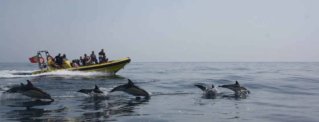Dolphin and cave watching cruise aboard the Insónia