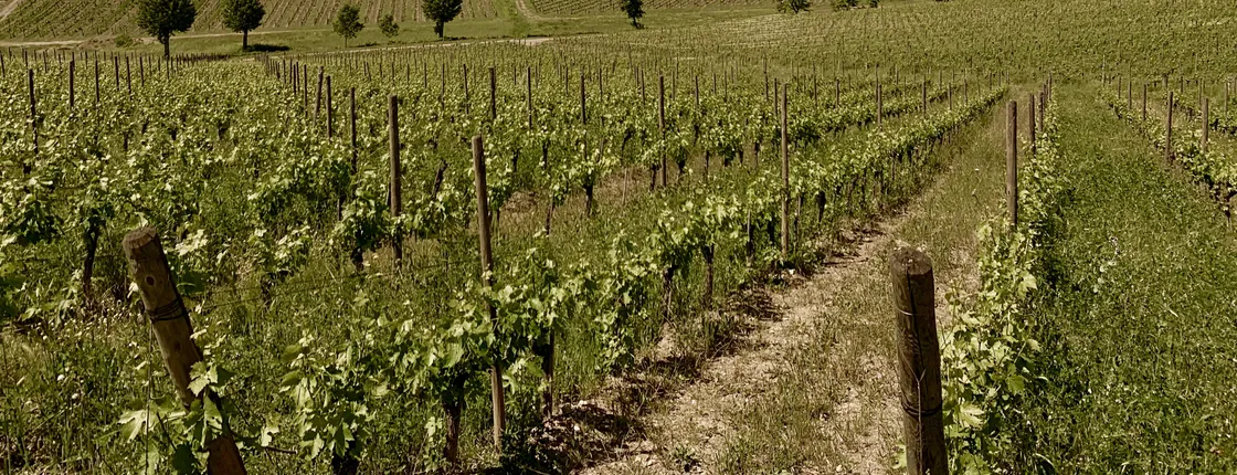Private wine tasting tour from Florence to Chianti Hills