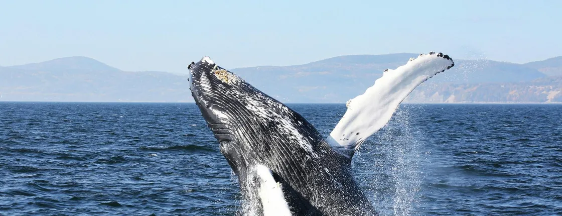 Full-day whale-watching trip from Québec City