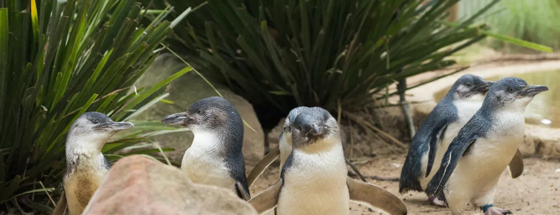 Phillip Island wildlife and Brighton Beach Boxes bus tour