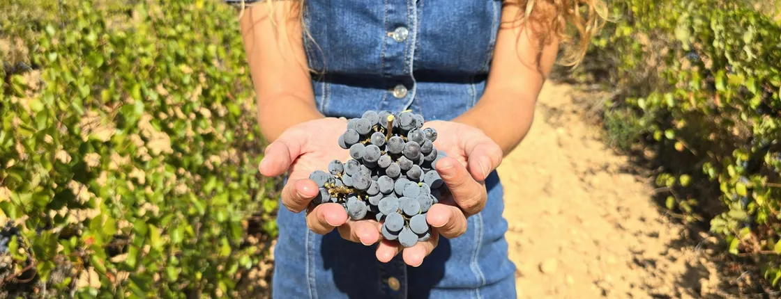 Utiel-Requena experience with winery tour and tasting from Valencia