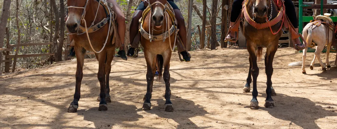 Sierra Madre Muleback Riding Tour