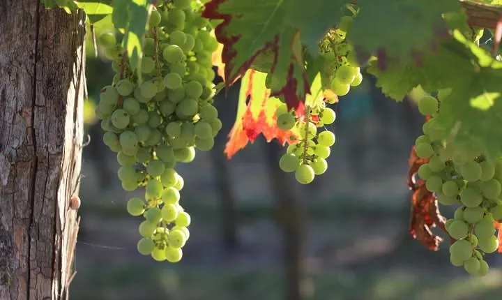 From Nantes - Vineyard of Nantes in Minivan - Half day