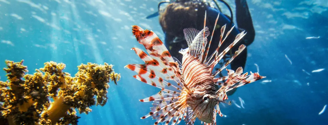 Dive for qualified divers with Binibeca Diving – transfer included