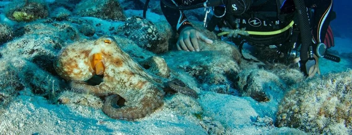 Basic Diver Corralejo with Certification