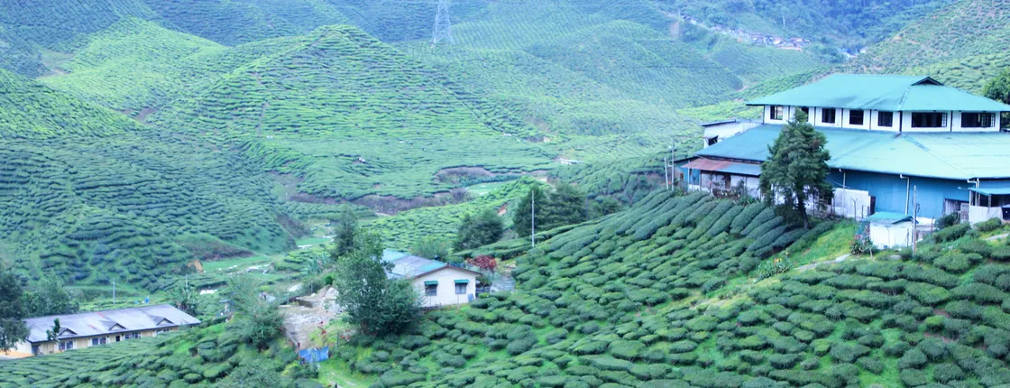 Private Cameron Highlands Nature tour