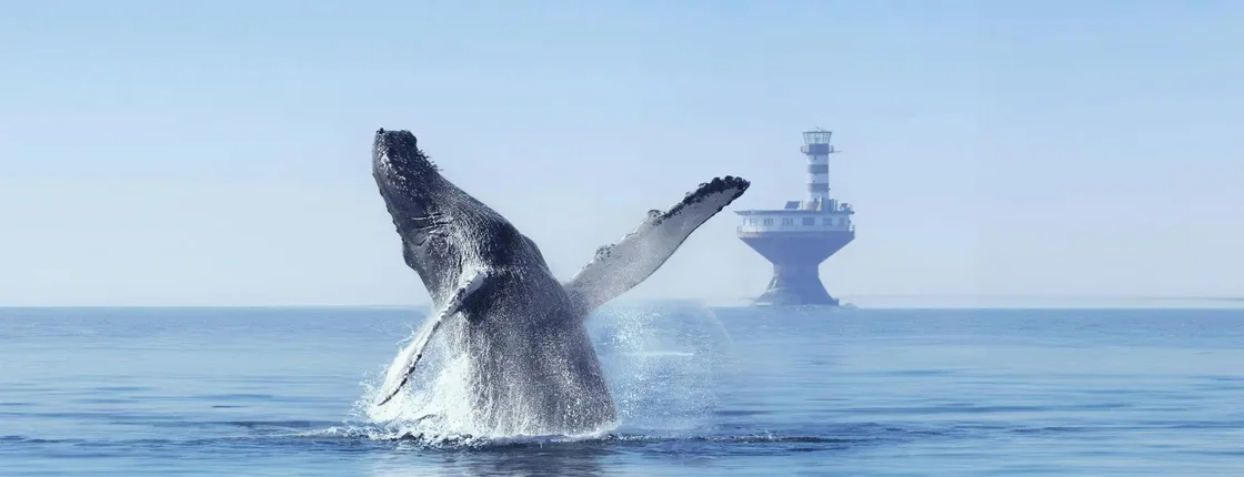 Tadoussac whale watching cruise