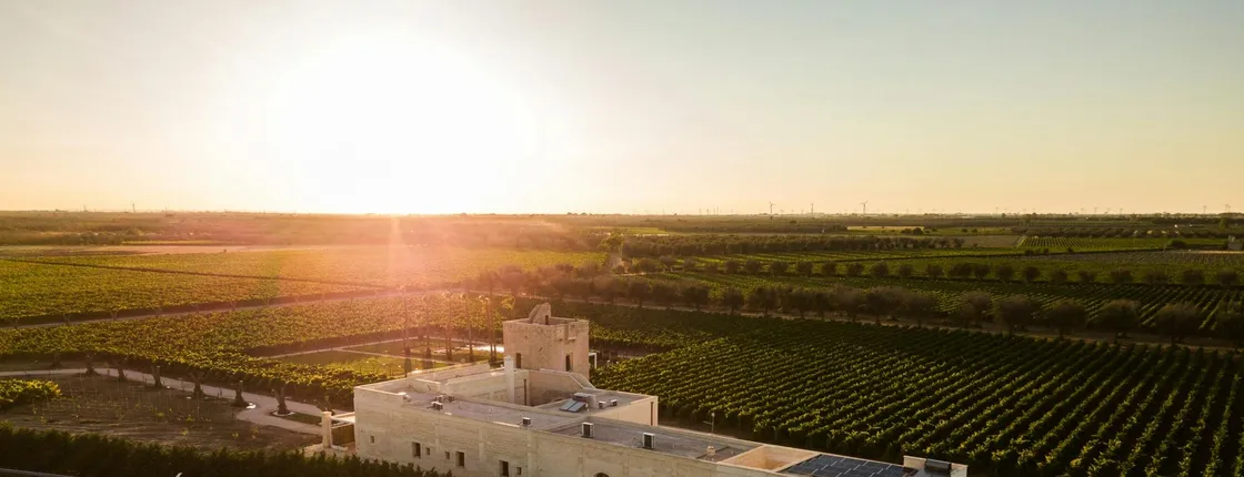 Guided tour and tasting of three wines at Masseria Torleanzi