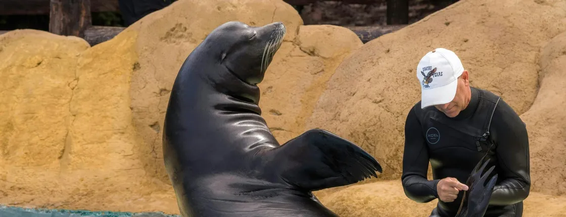 Sea Lion Interaction at Rancho Texas Park Ticket