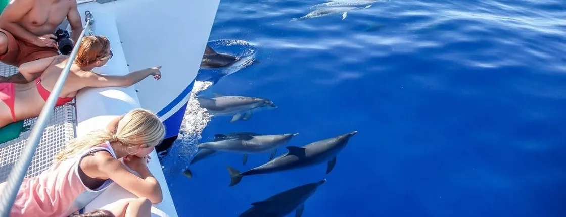 Dolphin and whale watching trip from Madeira