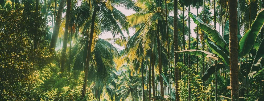 Goa design your day private tour