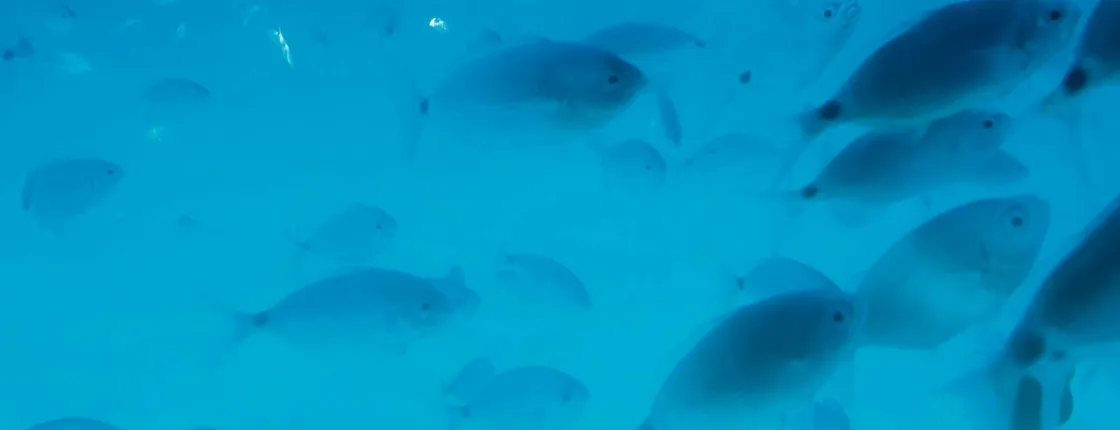 Scuba Diver Course with Delphinus
