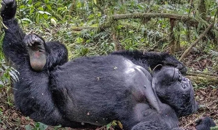 3 days Bwindi Gorilla Tour in Kampala