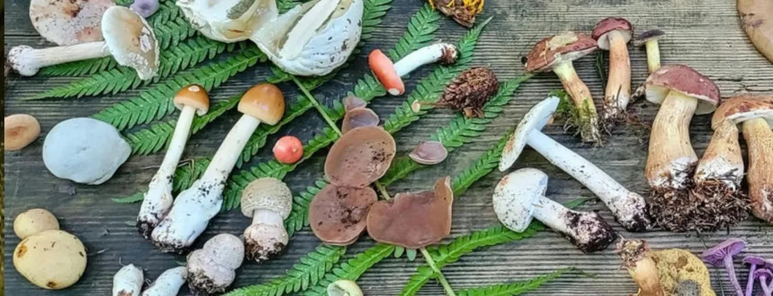 Mushroom foraging guided hike in Saarbrücken