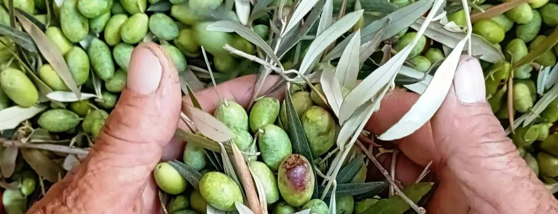Olive Oil Experience in Lefkada