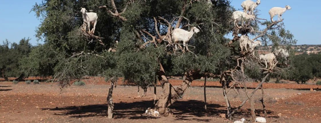 Goats on the tree trip from Agadir