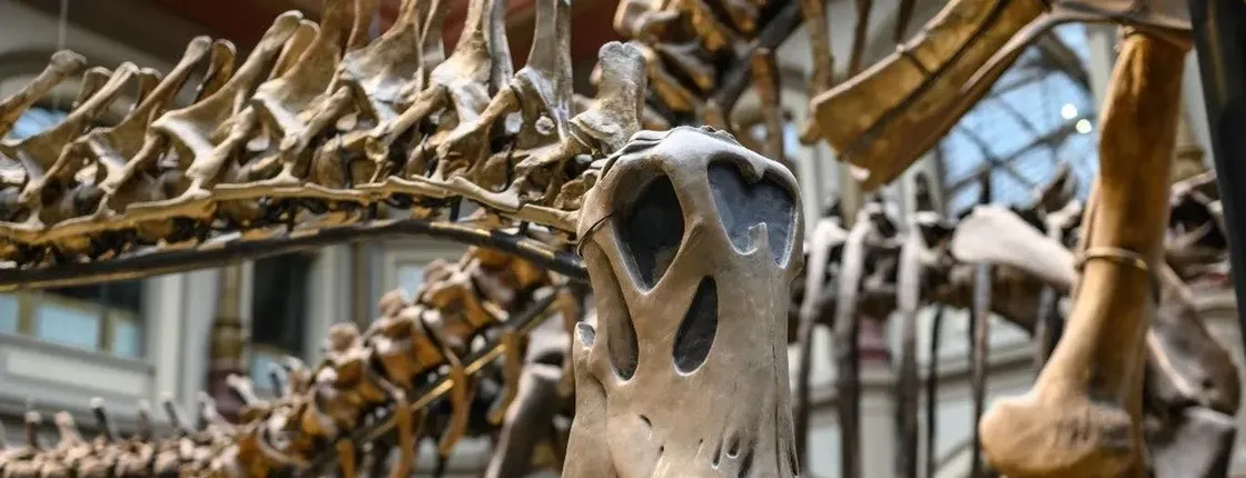 Berlin Natural History Museum in-app audio tour