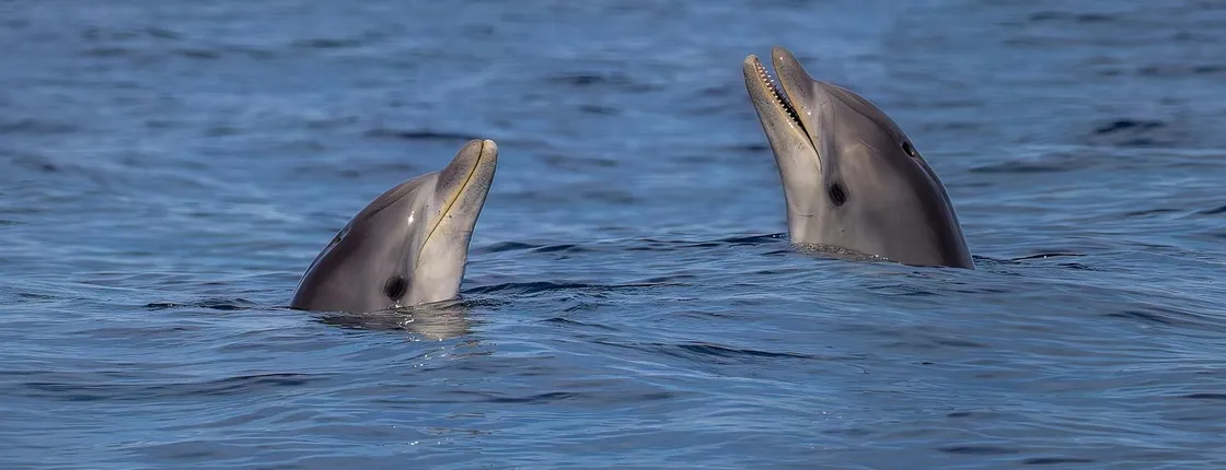 Cabo de Formentor boat trip with dolphin watching
