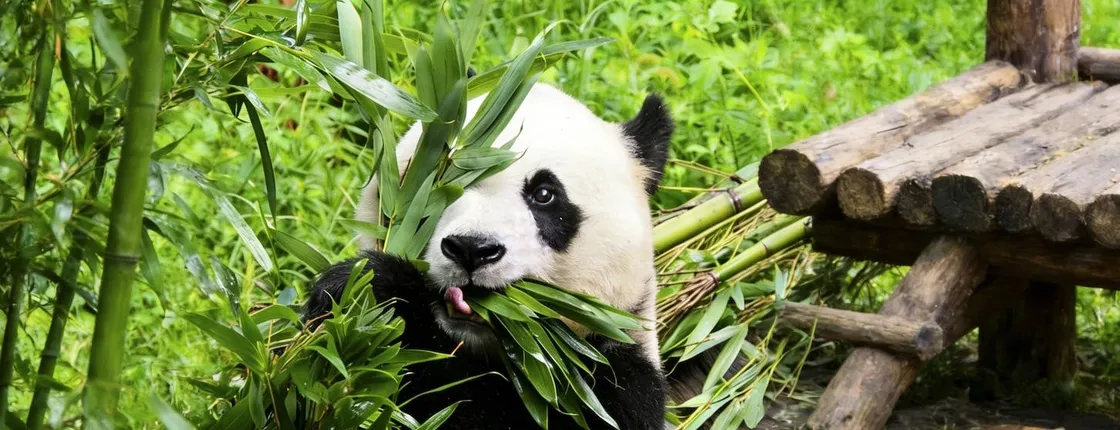 Private Guided Tour to Temple of Heaven, Panda House and Summer Palace
