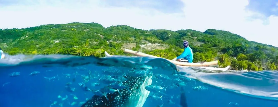 Full-day Oslob whale shark and Kawasan waterfalls tour