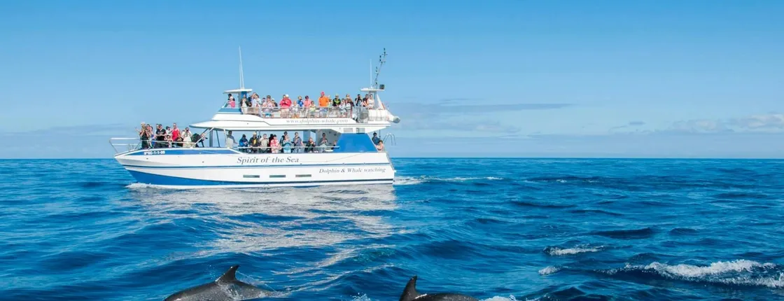 Gran Canaria Spirit of the Sea dolphin-watching cruise