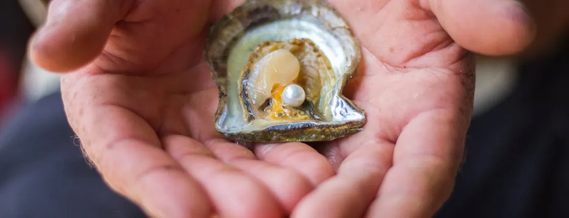 Broken Bay pearl farm tour