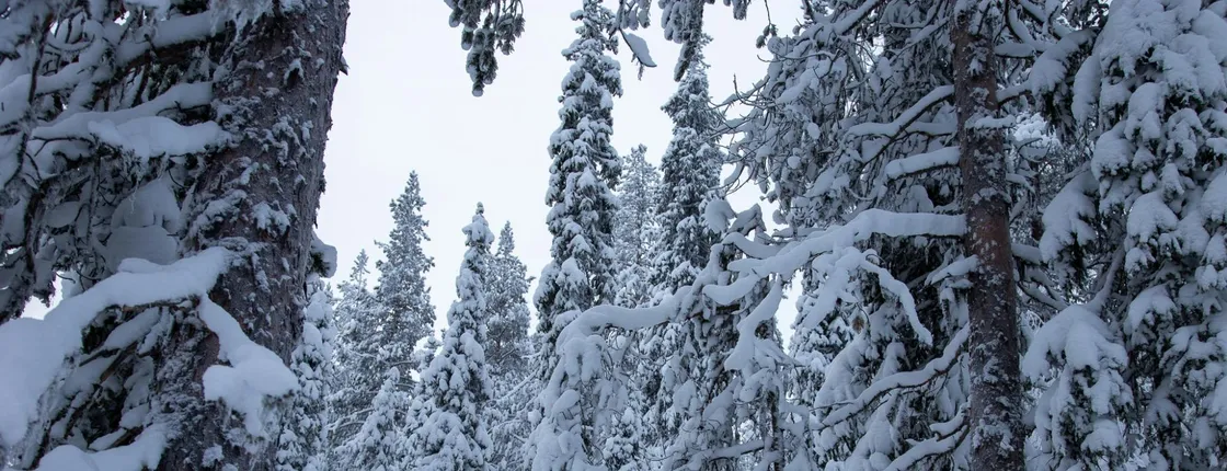 Private classic snowshoeing tour in Levi