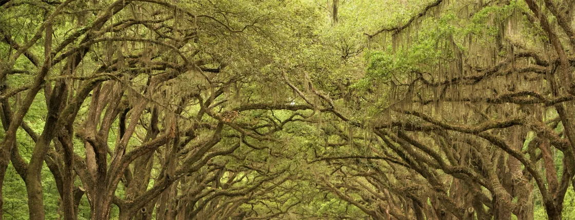 Wormsloe Historic Site and Bonaventure Cemetery Tour