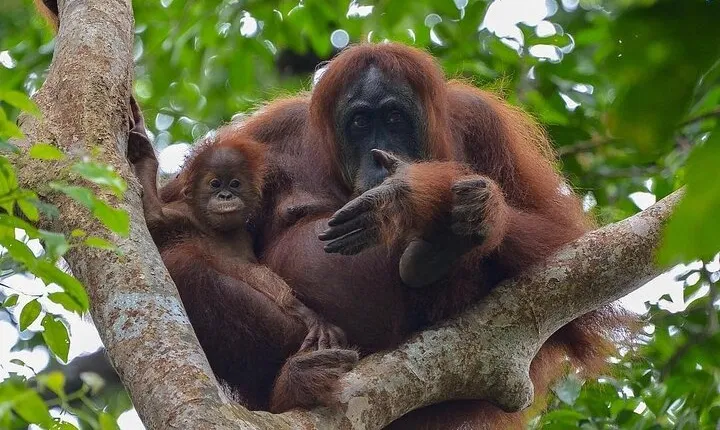 2 Days 1 Night Ethical Jungle Trekking