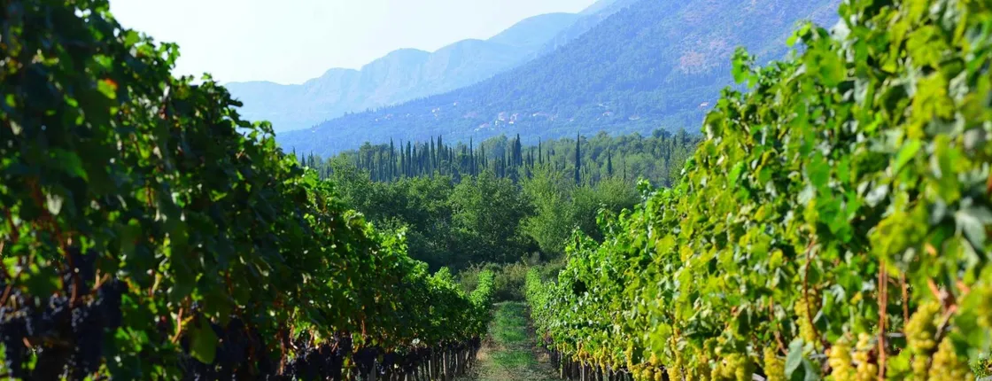 Pelješac private winery tour from Dubrovnik