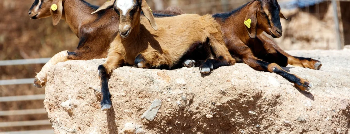 Fuerteventura Cheese Making and Goat Farm Ticket