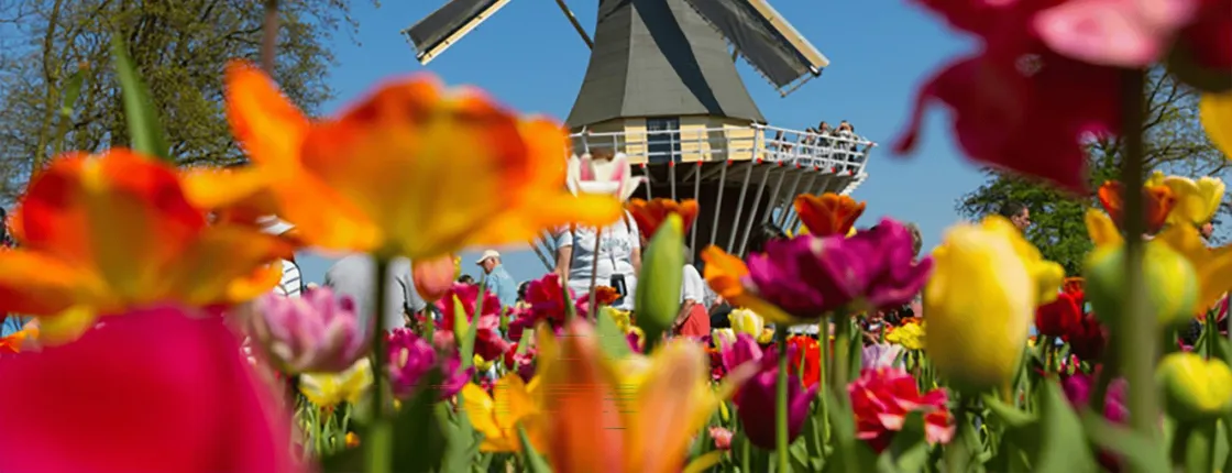 Keukenhof tickets and guided tour with an audio guided transfer