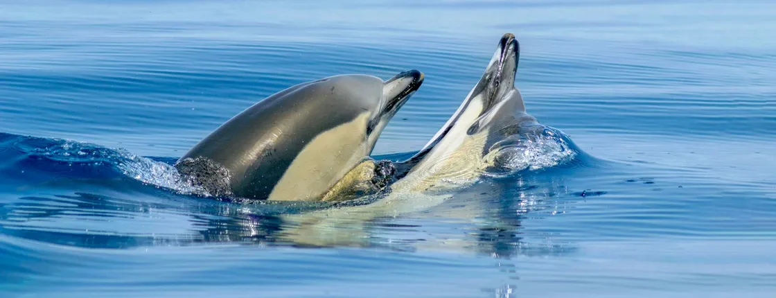 Portimao dolphins and Benagil caves tour with marine biologist