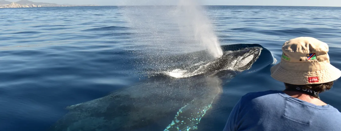 Los Cabos whale watching experience with photos