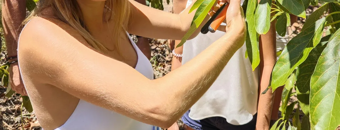 Hands-on experience at an avocado farm with local menu and wine