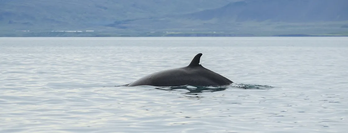 ATV riding and whale watching combo