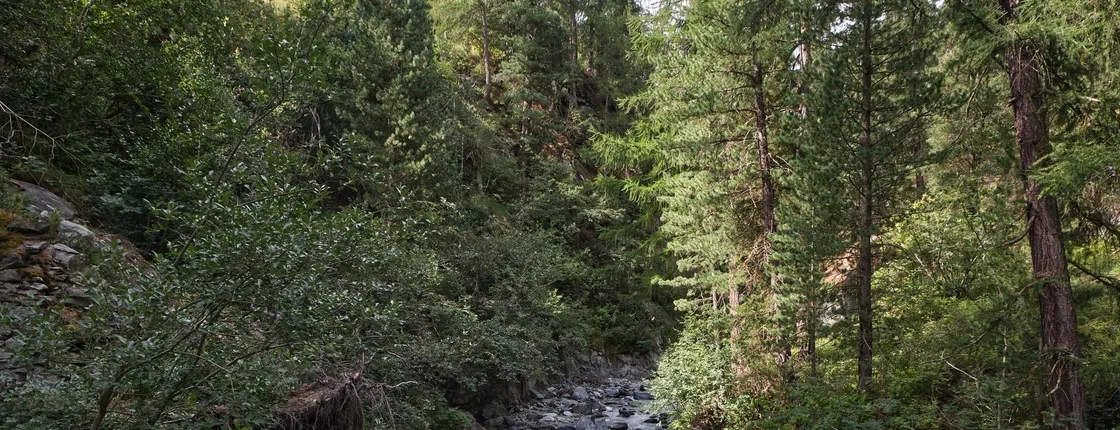 Small-group guided forest walk with mindfulness in Basel