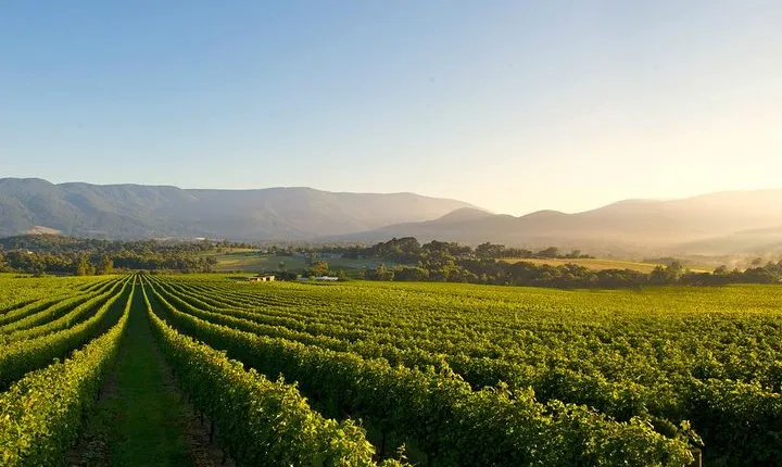 Laid back, Yarra Valley Wine Tour: Wine, Cider, Gin, Beer + Choc