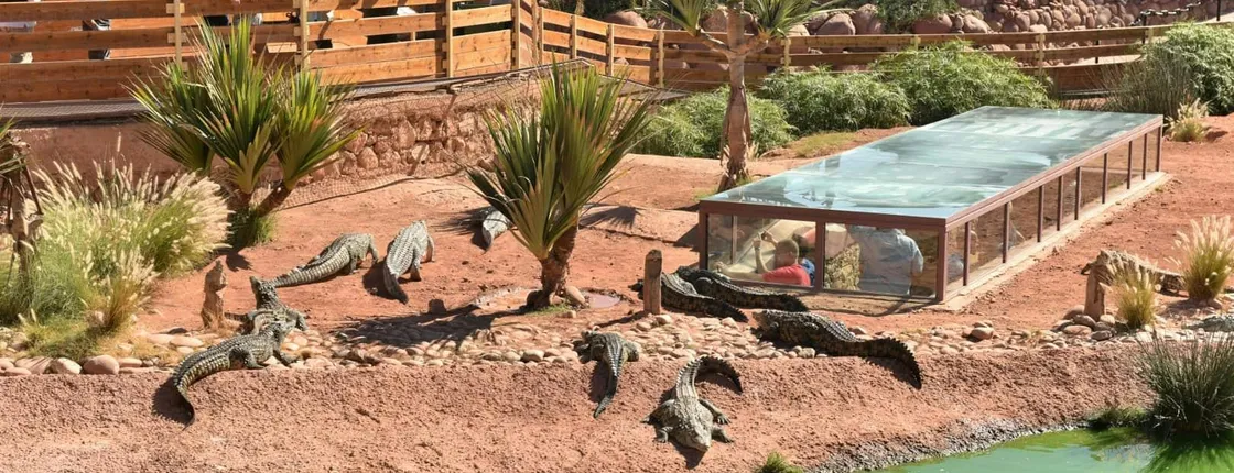 Goat Tree and Crocodile Park adventure, unique experience in Agadir